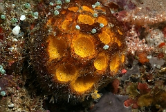 Raja Ampat 2016 - Corail - IMG_5369_rc